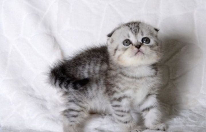 Шотланские котята