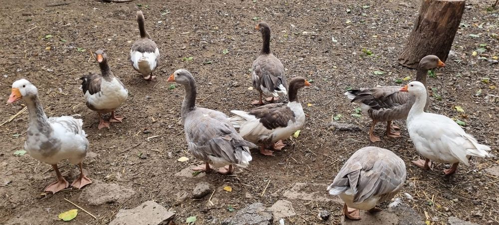 Gâște crescute natural la țară