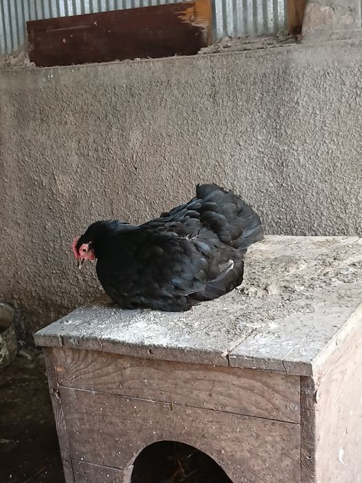 Gaini mii de flori