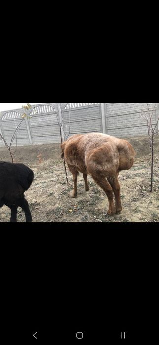 Зотор  Кучкор сотилади