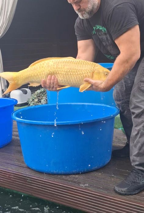 Crapi koi jumbo reproducători