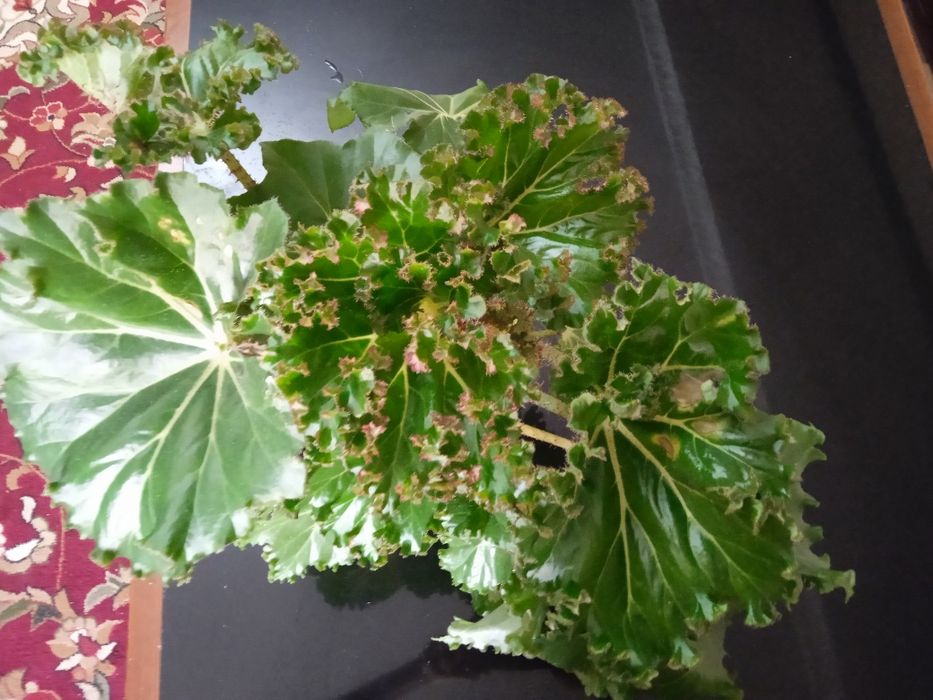 Продам цветок Бегунья