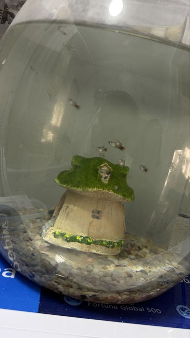 Аквариум с рыбками