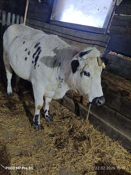 Продам    корову