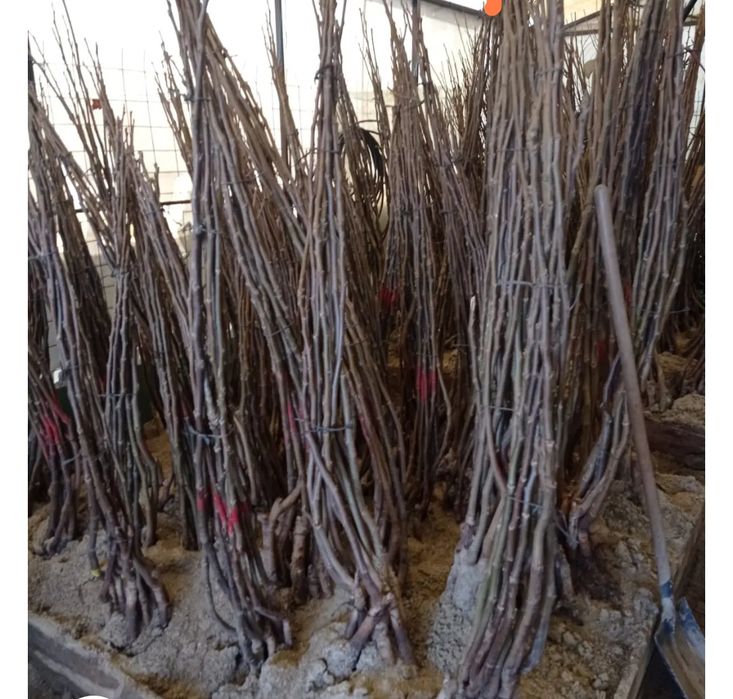 Vând nuci din nucă soiuri diferite