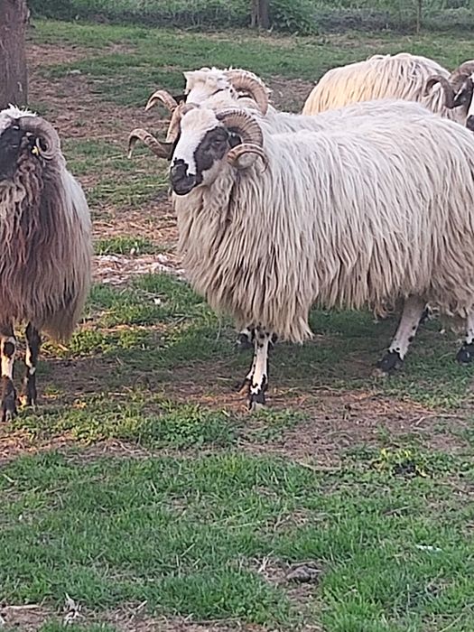 Berbeci brezi de Hateg