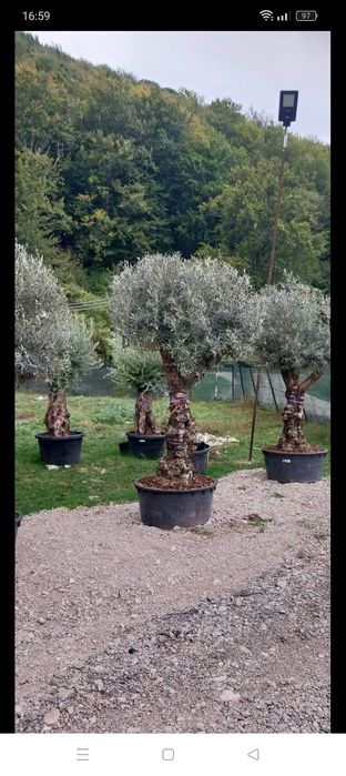 Plante ornamente