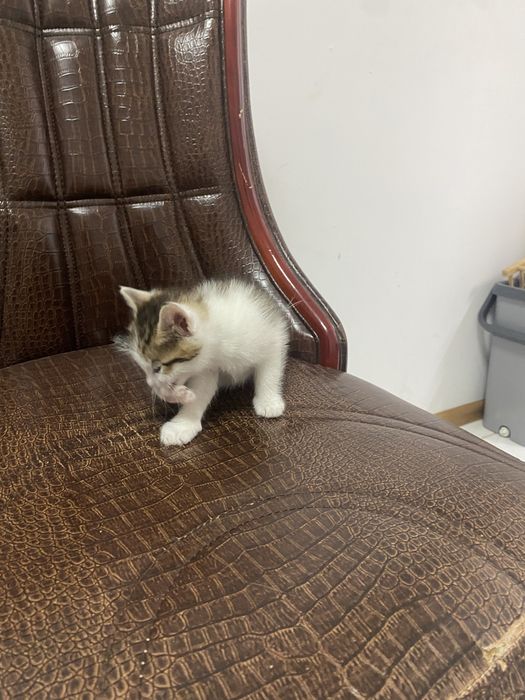 Отдам в добрые руки котят