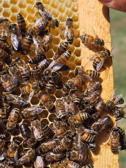 Ари уяси ва она ари сотилади