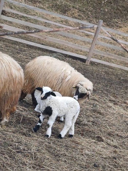 4 oi fatate de vanzare