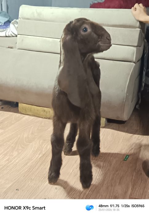 Камори парода козёл 100%