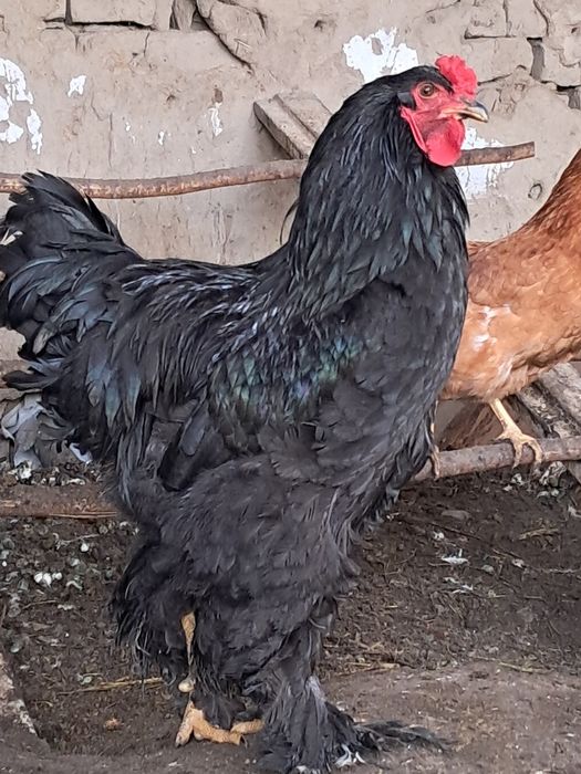 Брама чёрная 100% чистая.