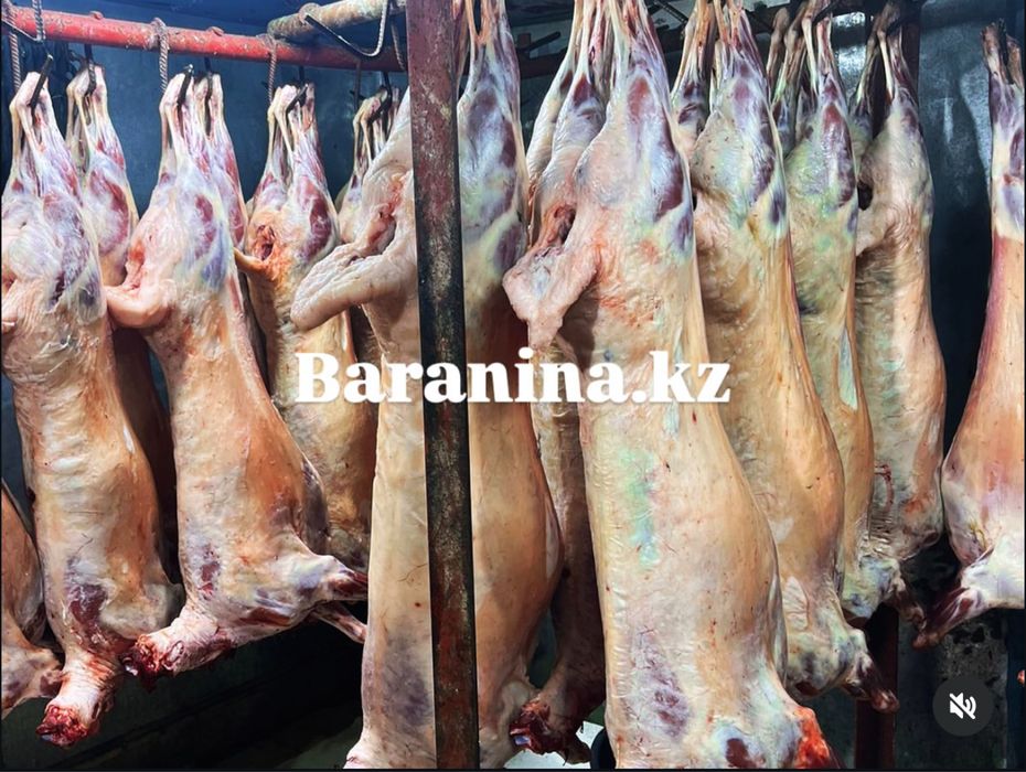 Круглосуточно! Мясо баранины туша