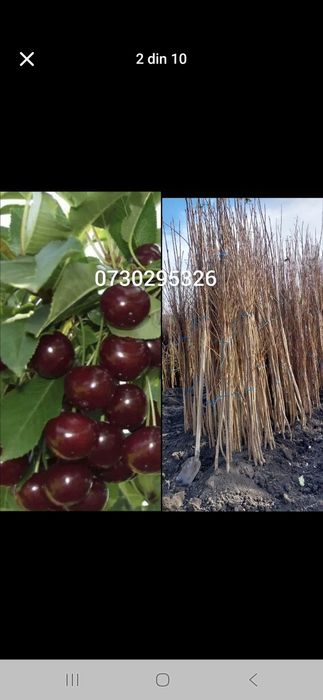 Vând Pomii Fructiferi Altoiți anul 3 de vegetație