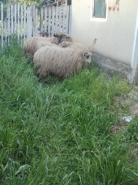 Vând oi țurcane _____