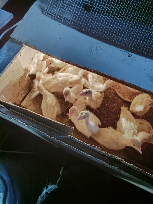 Продам индюшат хайбрид конвертер