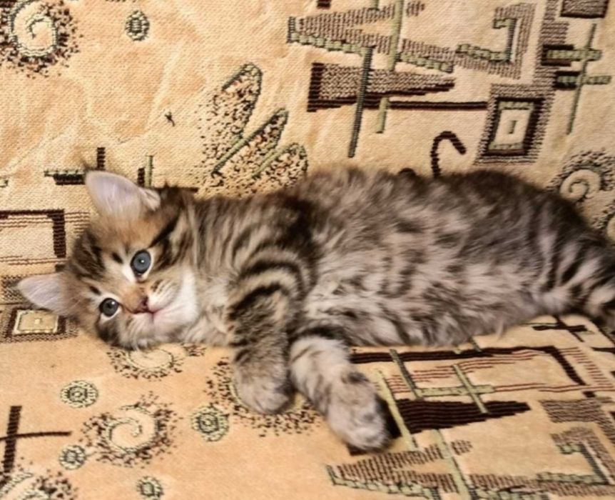 Котёнок 1.5 месяцев