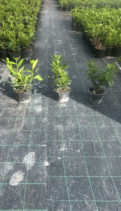 Prunus laurocerasus Novita