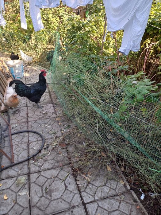 Продам сетку для ограждения