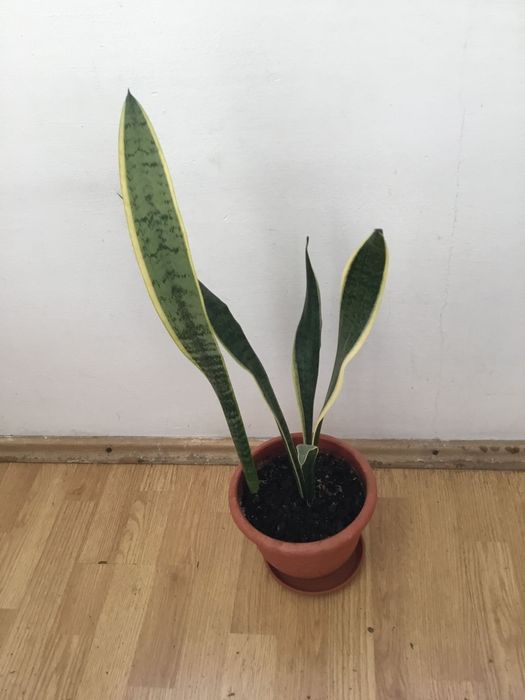 Planta Limba Soacrei