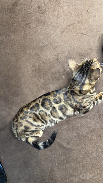 Бенгальская Кошка