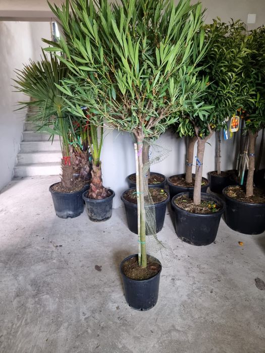 Măslin,trandafiri,tuia, Acer, palmieri etc