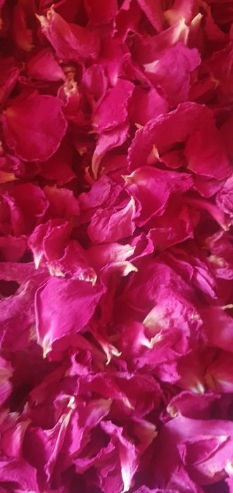 Flori de trandafir de Damasc  petale de trandafiri uscate