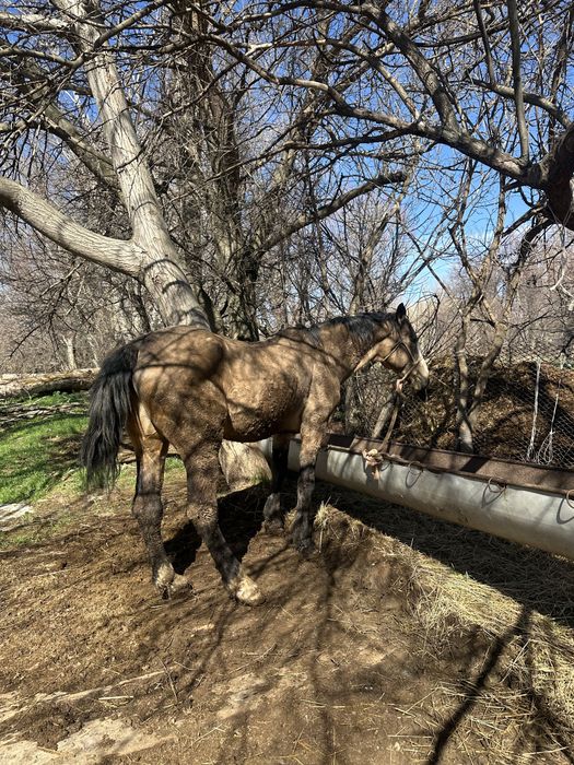 Ат сатылады 7 жасам