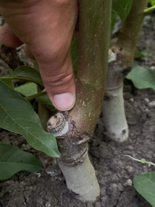 Nuc altoit și selecționat!