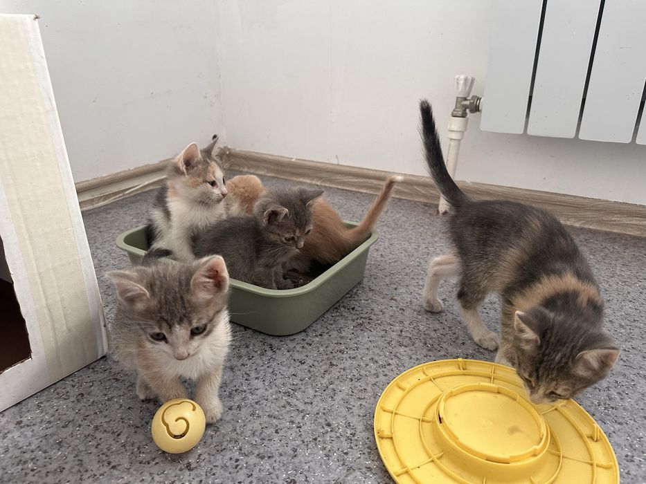 Отдам котят в добрые руки