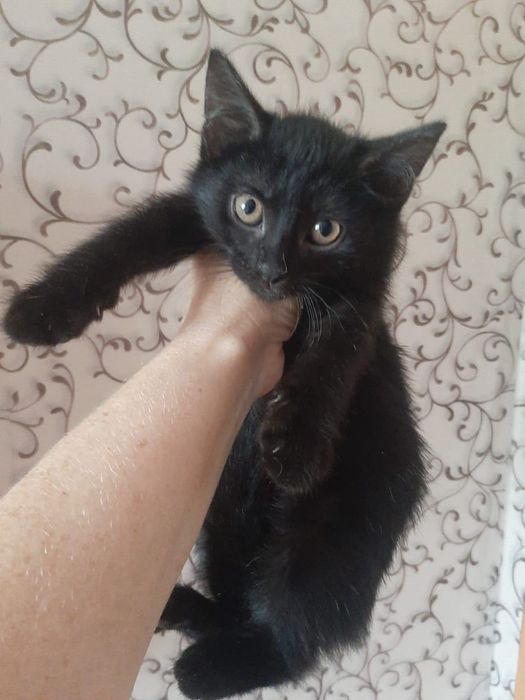 Отдам в добрые руки котят