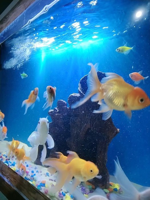 Baliqlar sotiladi akvarium vozdix suv isitgich tenti xammasiI 20 baliq