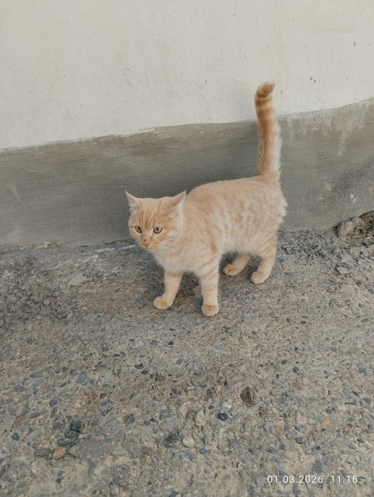 Отдам даром кота