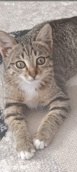 Кошечка в хорошие руки.