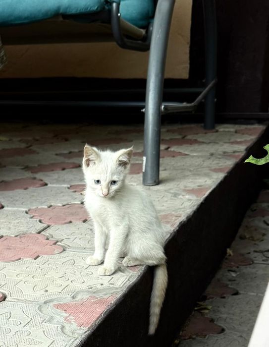 Продаются котята