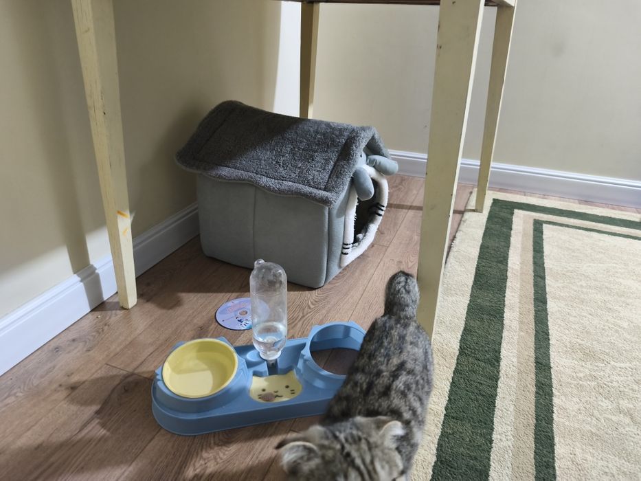 Мысық ақылды. Кошка Шотландский