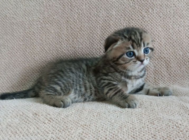 Шотланские котята чистокровные