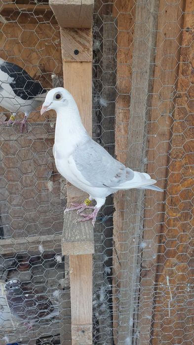 Ocazie! Vand 4 femele voiajor sport, sanatoase, ingrijite!