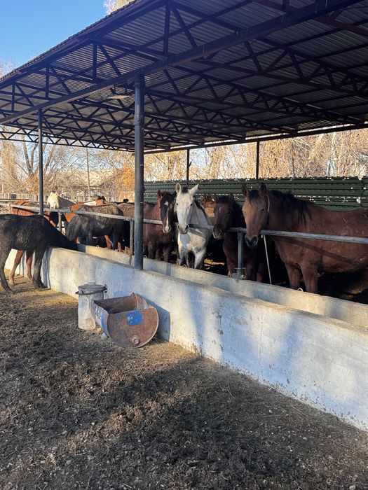 Семиз жылкылар сатылады