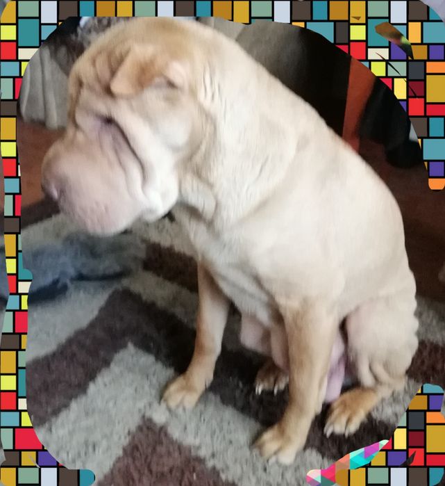 Щенки шарпея чистокровные.