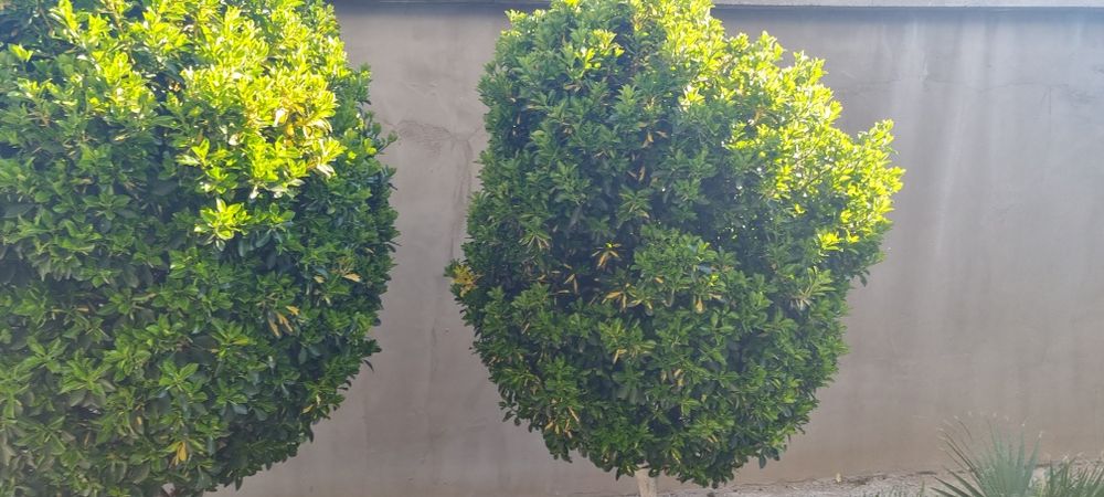 Евонимус-японика 2м.