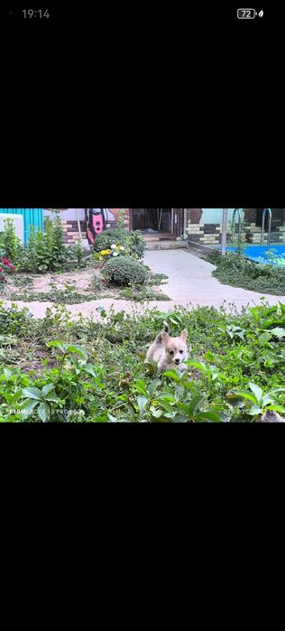 Щенок вельш корги пемброк