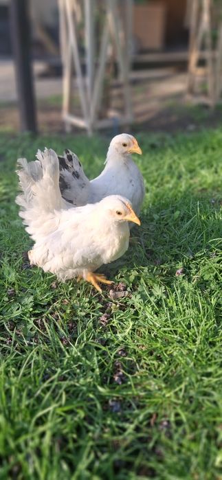 Декоративные куры шабо