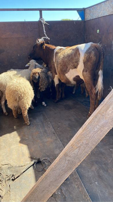 Услуги Газель грузоперевозки