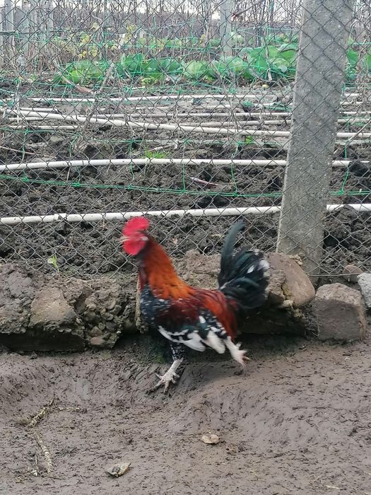 Pereche găini americane