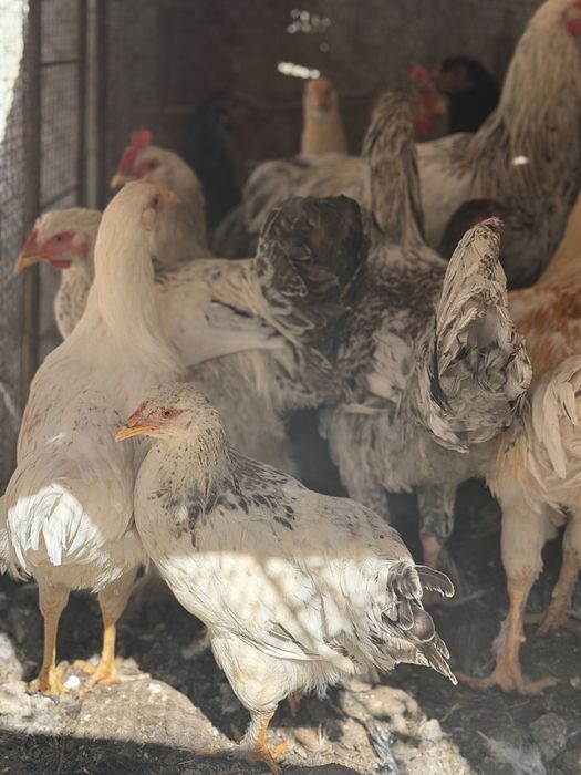 Продавам кокошки и петли