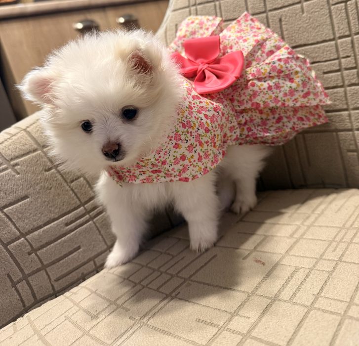 Мини немски шпиц