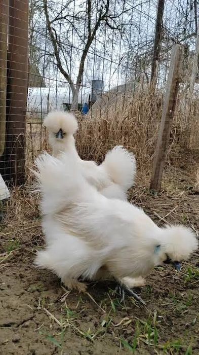 1+1 sholk sotiladi Amerkanskiy Surxondaryoda