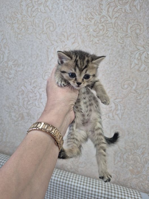 Продам котят бритацы