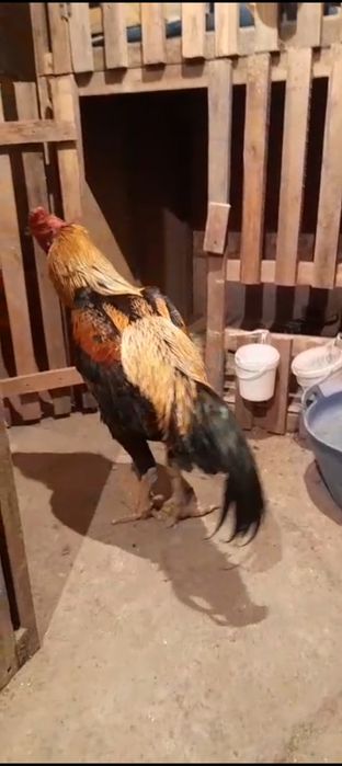 Ассалаумағалейкум 6.700кг түләк сатылады